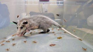 Baby Opossum VS 1,000 Crickets (ASMR)