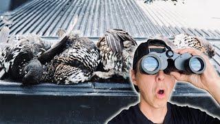 My Secret to Scouting Grouse: What to Look For During Fall Grouse Hunting