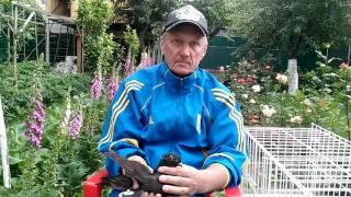 Часть 2. Взаимосвязь экстерьера и летных качеств высоколетных игровых голубей ( Иранских ).