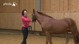 Grundlagen der Bodenarbeit - gymnastizierende Arbeit an der Hand | Kathrin Roida