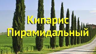 Кипарис пирамидальный. Краткий обзор, описание характеристик, где купить саженцы