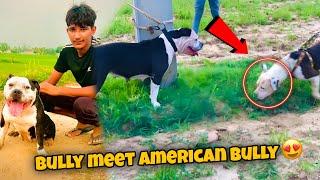 Bully Ko American Bully Ki Female Se Milvaya  Bully Ka Reaction?Top Quality American Bully 