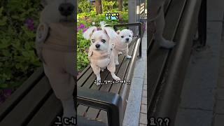 얼빡이 뭐에요?  #깨마자매 #강아지 #하루또이틀 #funny #cute #dogshorts