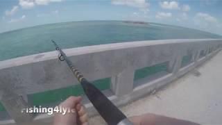 #fishing Hammer Shark at the 7 miles bridge in the Keys