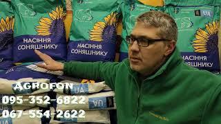 Подсолнечник Экватор  Под ЕВРО ЛАЙТИНГ- AGROFON 095-352-6822