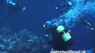 © 'Подводный мир Красного моря' - 10а // Underwater Red Sea. Video Dr  Oleg Kovtun