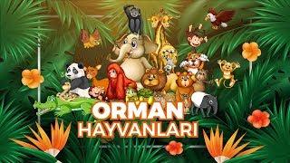 Hayvanları Tanıyalım | Orman Hayvanları Öğreniyorum | Hayvan Sesleri Görüntüler | Eğitici Çizgi Film