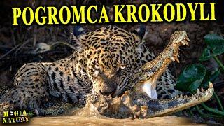 Przegryza Czaszki - JAGUAR - Topowy Drapieżnik Ameryki