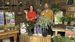 LIVE Sunday Shopping with You Garden - 13th October 9.30am