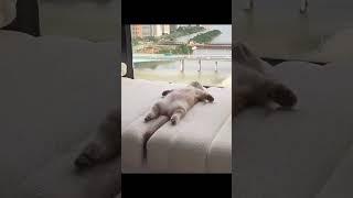 #Pet #Cat#CutePet #Shorts