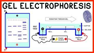 Gel Electrophoresis and DNA Fingerprinting Explained