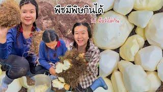 พืชมีพิษกินได้ 14 มื้อจั่งได่กิน