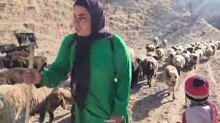 The past of a single mother who shepherded in the inaccessible mountains.
