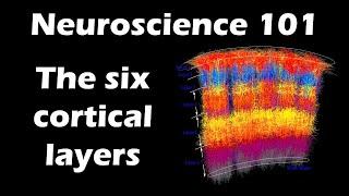 The Six Layers of the Cerebral Cortex | Neuroscience 101