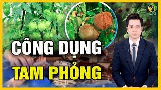 Cây tam phỏng và những công dụng ít được biết - KHỎE TỰ NHIÊN
