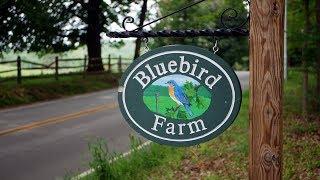 Bluebird Farm Alpacas (08-25-2018)