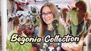 My Entire Begonia Collection | 45 Plants! | Some Care Talk