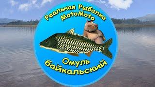 Как поймать Омуля байкальского на Братском водохранилище [NEW] | Реальная Рыбалка