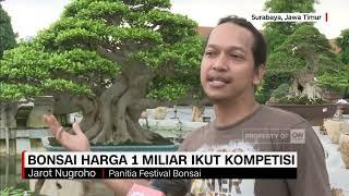 waaaooo bonsai super mahal ikut kompetisi #inpirasi #bonsai