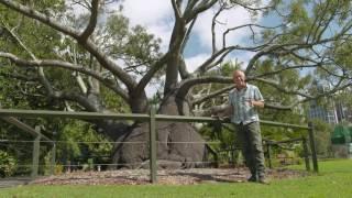 The Garden Gurus - Sydney Botanical Gardens