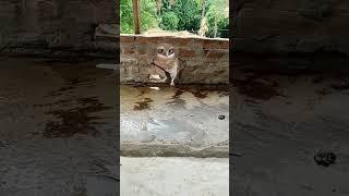 tiki viral owl  funny # dance  viral # video  trinding # short 