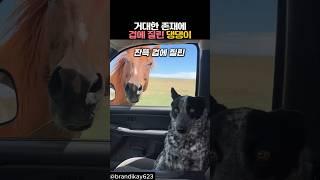 거대한 존재에 겁에 질린 댕댕이 #동물 #강아지 #개