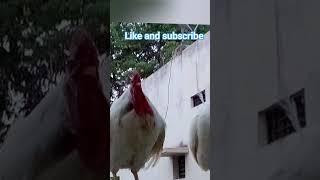 Tottu & Chiyu  #rooster #chicken #Tottu #Chiyu #Tottuchiyu