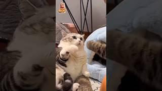 Angry Cat | funny cat | funny meowz | crazy meowz 