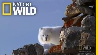 The Ice Bear and the Arctic Fox | Nat Geo Wild