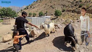 The shepherd's son saw the single mother's husband stealing from Soraya's farm.
