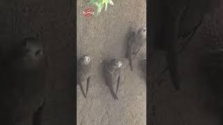 حیواناتی که بچه‌هایشان را در امن‌ترین مخفیگاه‌های طبیعت نگه می‌دارند! ️ #حیات_وحش