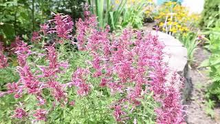 Agastache 'Rosie Posie' | Hummingbird Mint, Anise Hyssop ' Rosie Posie'