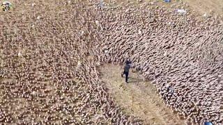 China Duck Farm - FULL PROCESS 700 Million Eggs Becoming Ducks