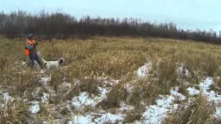 Thanksgiving Pheasant Run '14