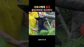 결국 사육사에게 붙잡혀버린 레서판다