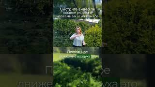 С теплым полом не будет пыли #artecology#комплексноепроектирование#андрейбугаев#shortsvideo