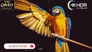 4K Parrot Video | 4K UHD | HDR | Animal Forest |