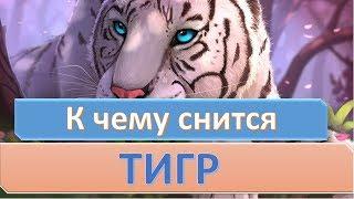 К чему снится ТИГР (ТИГРЕНОК) | СОННИК