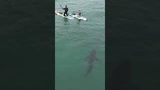  Great White Shark Sneaks Up Behind My Board‼️Subscribe to see what happens next #GreatWhite #Shark