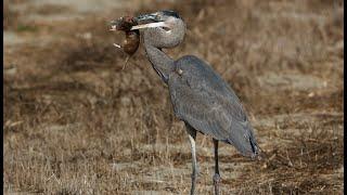 Great Blue Heron, Long-billed Curlew, and Whimbrel, Your Lawn Care Specialists