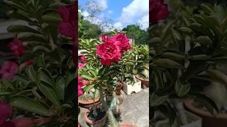 adenium plants all india courier service is also Available.