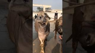 جاموس  فلاحي #butcherlife #اكسبلور #freshmeat #meatlovers