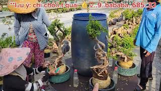 Bonsai Hoa Giấy Mỹ  150k  0933368532linhsamnuitraihuonguyetquehongocmaichieuthuykimquytunghoatrang