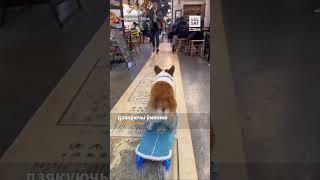 Паглядзіце, што ўмее гэты коргі! #shorts