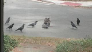 Vulture vs Crows