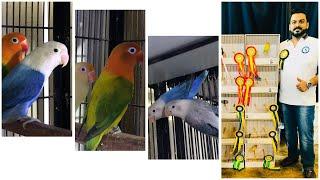 Waqas Ahmed Lovebirds | budgerigar | Breeding Setup | By Wajahat Munawar