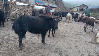 the pastoral life |nepal | chapter -45 | Yak  farm Dolpa nepal | VillageLifeNepal