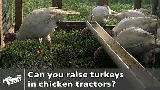 Can you raise turkeys in chicken tractors? - AMA S1:E1