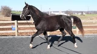 Rocky Ridge Stables  - 3 Year Old Gelding  - Dec 2019