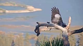 Sep 15, 2024:  Shadow spends 2+hrs at Twin Pines - on the lookout for Jackie? Woodpecker visits 🪹